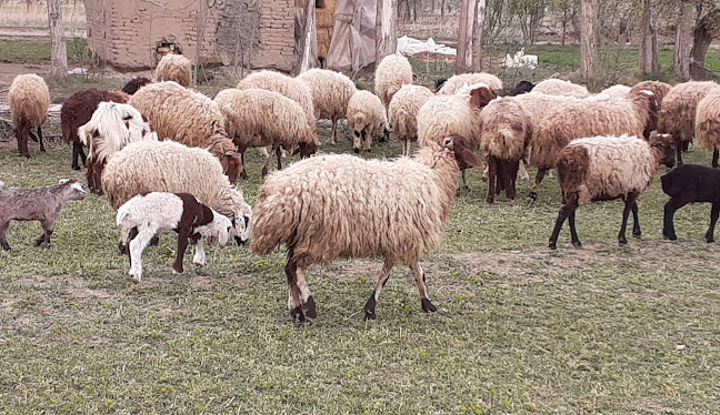 تصویر شماره 2 سالن مطالعه بشیر